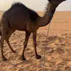 قعود قصب