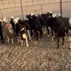 رخال حجريات مهجنه برفيد