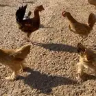 صوص دجاج للبيع