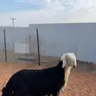 ذبايح نجد فاخره