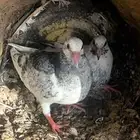 فروخ حمام للبيع بدون ذبح