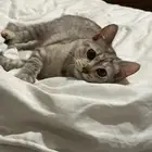 قطه لتبني