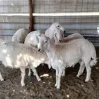 طليان حريات للبيع