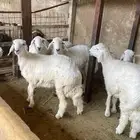 ذبائح نعيمي حري نجدي
