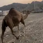 ناقة ملاقي للبيع مشروطة