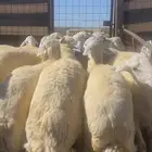 اضاحي طليان حريه جبره وفاخره( تم البيع )