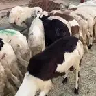 سواكني للمناسبات