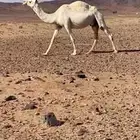 للبيع عشاير ثنتين