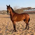 فرس كفو شعبيه لقاح 10 اشهر