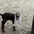 تيس فحل للبيع وانتاجه مشروع فحل للبيع