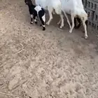 رغايث حريات