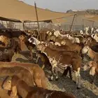 طليان سواكني 105 راس حمري