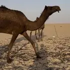بكر ضروبه تلقح بثانيها
