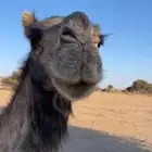 ناقتين لقاح في 10 شهور