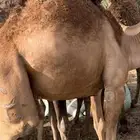 قعدان مبادي ومناسبات شي كفو ومجمل تواصل