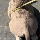 قعدان للبيع