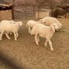 طليان