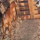 تيوس بلديه ع الشرط فل شحم تابي وتمارا