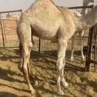قعود طايش