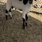 تيس فل شحم