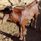 تيس فحل مشروط