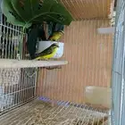 جوز طيور الياسمين موزنبيقي