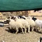بها نعيم وحري خروف صافي