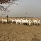 معزاء بيشيات برص