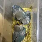 فروخ روز للبيع ( تم البيع )