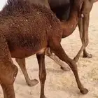 قعود فل ستة اشهر