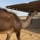 قعود للبيع
