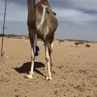 خلفه بكر كفو