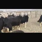 للبيع غنم نجديات صنف دفيع