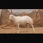 فحل أصمع رفيدي بلدي
