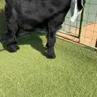 للبيع مشروع فحل عارضي كفففو