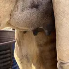 هجن