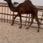 قعود فل مفرود