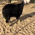 جذعه نجديه دافع ( تم البيع )