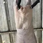 طليان فاخره