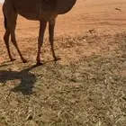 مفروده باتليه بنت بعير ابن علي الشمري الشامخ