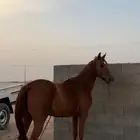 فرس شعبيه قطعه وركبه كفو مشاء الله .