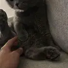 قطط