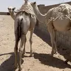 قعدان للبيع