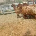 للبيع جذعات نعيم مقاني طيبه