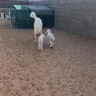 حريه تحتها خروف ورخل حليب وافر