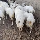 رخال رفيد دفيع ومضاريع