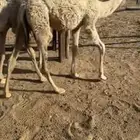 قعدان طيبه