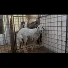 طلي حري ذبيحه
