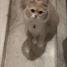 قطه شيرازي انثى للتبني