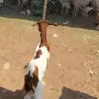 جفره ذبيحه
